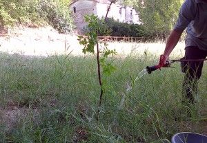 arbres raco