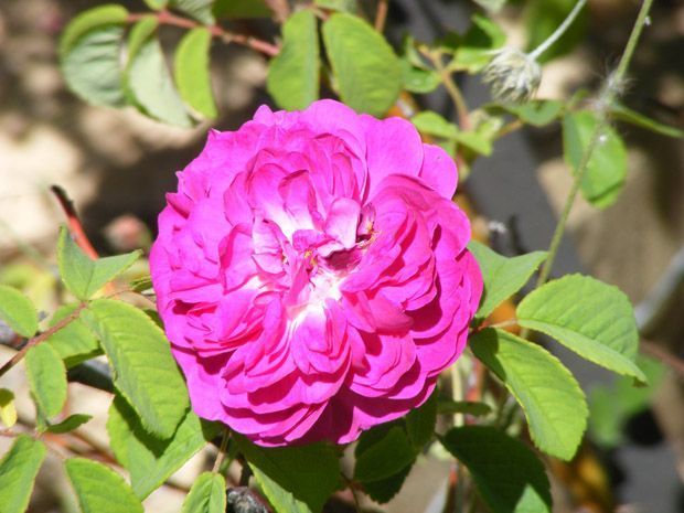 rosa_mes_antiga_europa