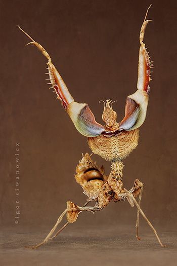 insectes mishima